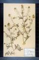 Nasturtium sylvestre R. Br., Rorippa sylvestris (L.) Besser