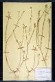 Linum angstifolium Huds., L. bienne Miller