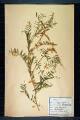 Vicia cracca L., V. tenuiflolia Roth