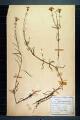 Centranthus angustifolium Allioni