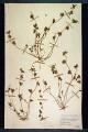 Trifolium scabrum L.