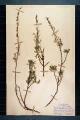 Artemisia alba Turr., A. camphorata Villars
