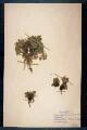 Petrocallis pyrenanica.(L.) R. Br.