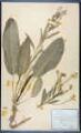 Armoracia lapathifolia Gilib., Cochlearia armoricia