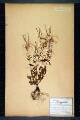 Epilobium montanum L. variété lanceolatum Sebadt. et Mauri