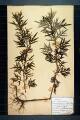 Artemisia selegensis (Auct), A. verlotorum Lamotte