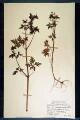 Geranium robertianum L., G. purpureum Vill.