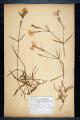 Dianthus fimbriatus Lam.