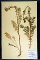 Plemonium caeruleum L.