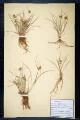 Carex flava L var. C. serotina Mérat
