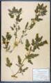 Chenopodium ficifolium L.
