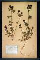 Trifolium aureum Poll.
