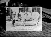 Reproduction d'une carte postale du bœuf élevé par Alexis Voiturier à Chavannes-sur-Suran, ayant obtenu le 2e prix au Concours de bœufs gras à Bourg le 16 avril 1924, acheté par la maison Revelut à Coligny