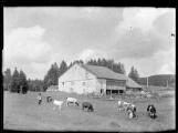 Jeune berger et son troupeau de vaches devant une ferme dans la montagne, probablement sur le plateau du Retord