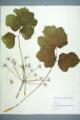 Heracleum sphondylium L.