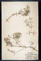 Alyssum spinosum (Barrel.) L.