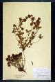 Trifolium badium Schreb.