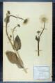 Doronicum plantagineum L.
