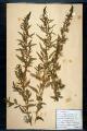 Chenopodium ambrosioides L.