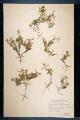 Cerastium latifolium L.