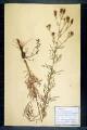 Centaurea maculosa Lmk. var rhemana