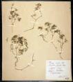 1 vue Naias mino All., Caulinia fragilis Willd. 231 J 03/659