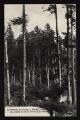 1 vue Légende inscrite sur la carte postale : Clairière dans la Forêt d Arvières 5 Fi 218-8